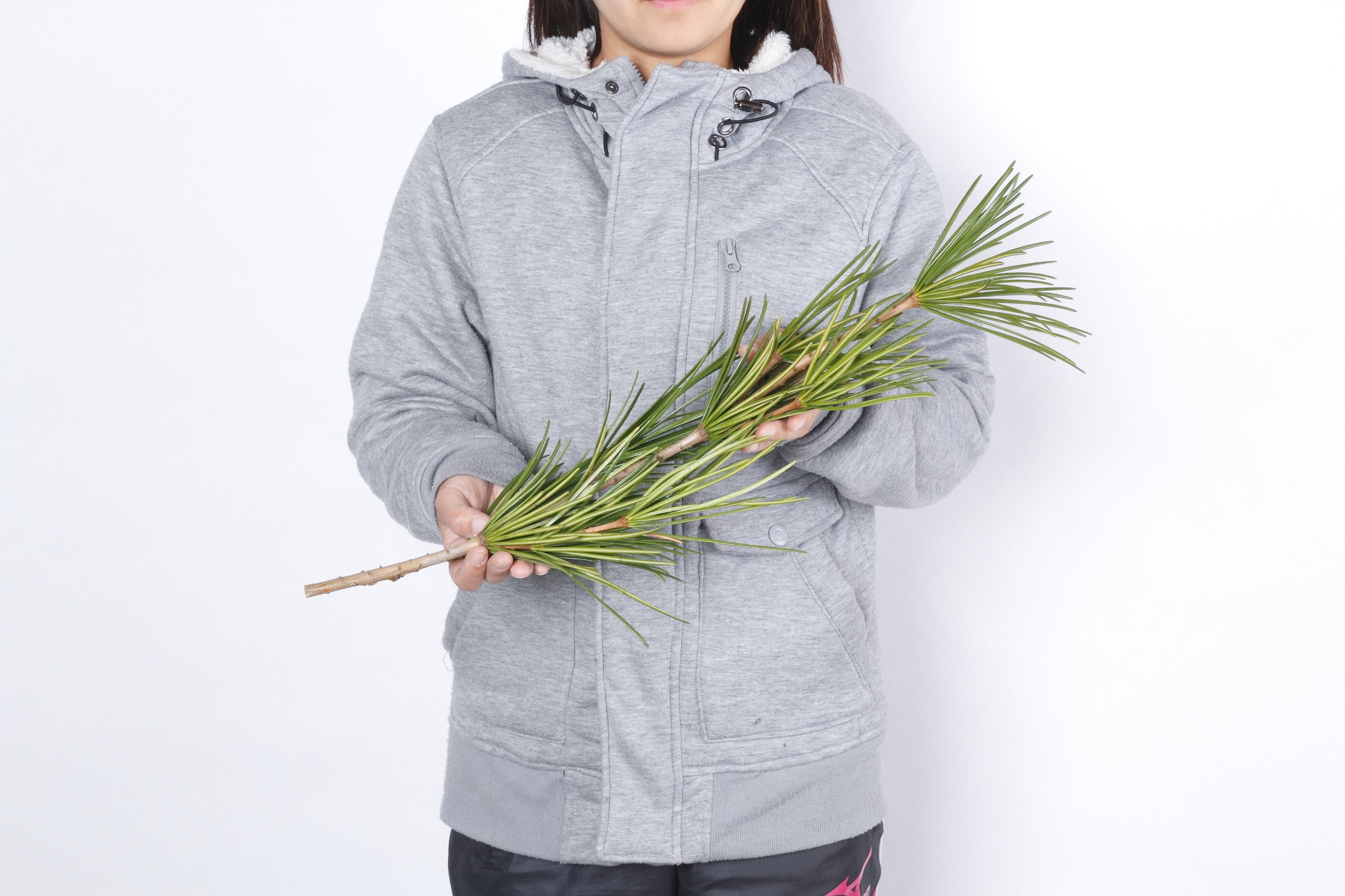 Amazon.co.jp: 花木屋 高野槇（こうやまき・コウヤマキ）の切り枝 60cm